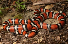 Lampropeltis zonata