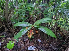 Palicourea crocea