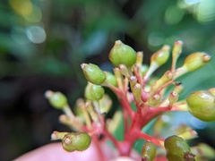 Palicourea crocea