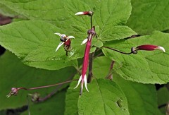 Siphocampylus argentinus