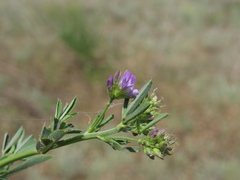 Trigonella procumbens