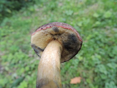 Xerocomellus cisalpinus