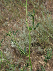 Trigonella procumbens