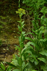 Senecio doria