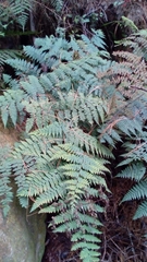 Hypolepis trichochlaena