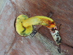 Xerocomellus cisalpinus