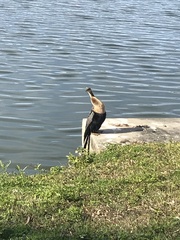 Anhinga anhinga
