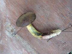 Xerocomellus cisalpinus