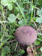 Xerocomellus cisalpinus