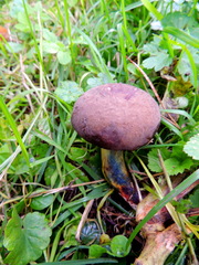 Xerocomellus cisalpinus