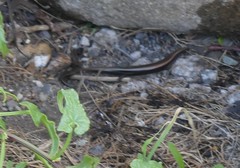 Chalcides viridanus