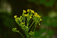 Senecio doria