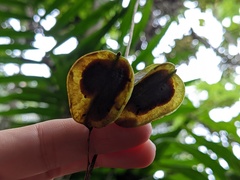 Dioscorea polygonoides