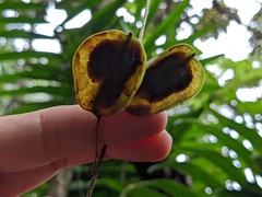 Dioscorea polygonoides