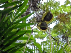 Dioscorea polygonoides