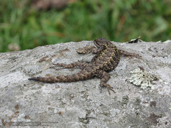 Sceloporus anahuacus