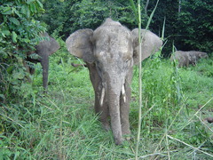 Elephas maximus borneensis