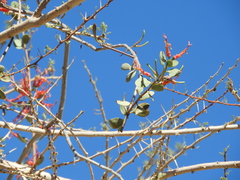 Plicosepalus acaciae