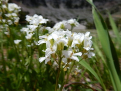 Arabis nuttallii