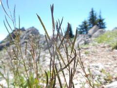 Arabis nuttallii