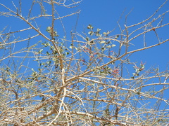 Plicosepalus acaciae