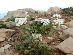 Arabis nuttallii