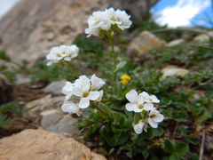 Arabis nuttallii