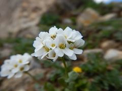 Arabis nuttallii