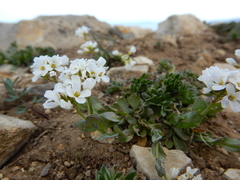 Arabis nuttallii
