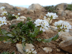 Arabis nuttallii