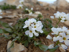Arabis nuttallii