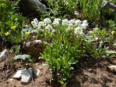 Arabis nuttallii