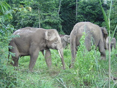 Elephas maximus borneensis