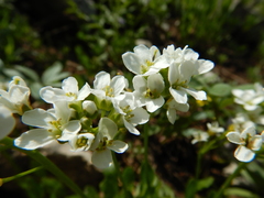 Arabis nuttallii
