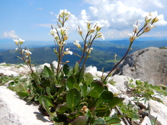 Arabis nuttallii
