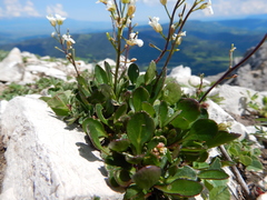 Arabis nuttallii