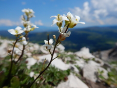 Arabis nuttallii