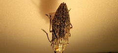 Texania campestris
