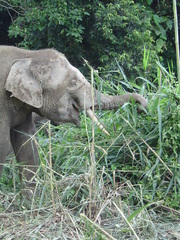 Elephas maximus borneensis