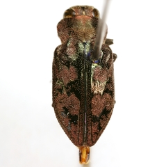 Chrysobothris speculifer