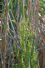 Rumex crispus crispus