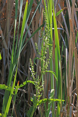 Rumex crispus crispus