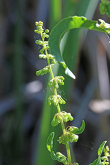 Rumex crispus crispus