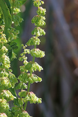 Rumex crispus crispus