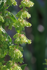 Rumex crispus crispus