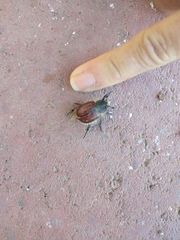 Paracotalpa