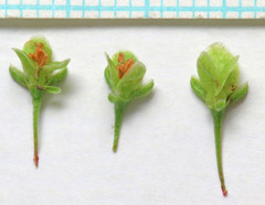 Rumex crispus crispus