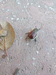 Paracotalpa