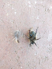 Paracotalpa