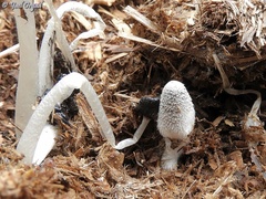 Coprinopsis